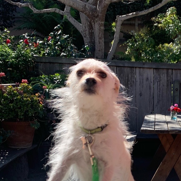 Meet your Posher, Val - Picture 2 of 8